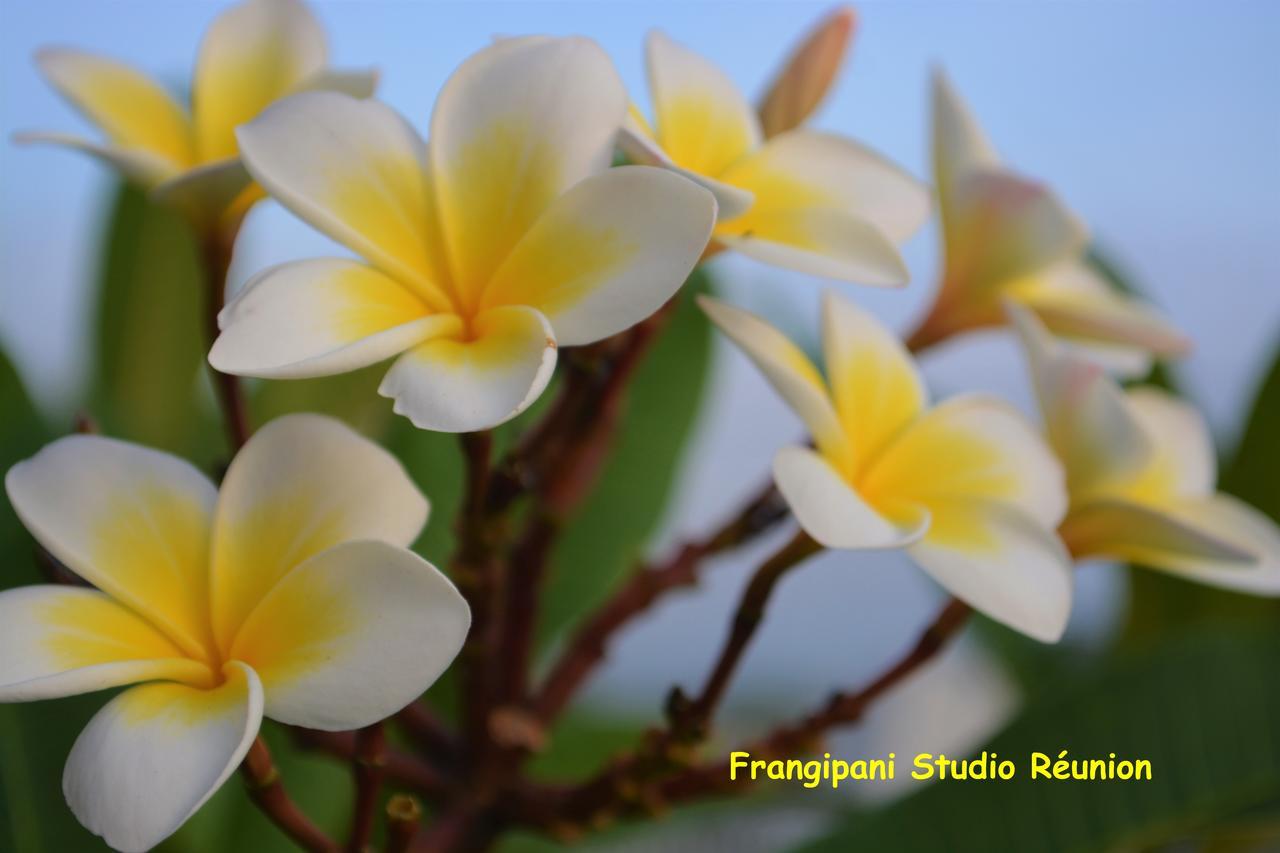 Frangipani Studio Réunion Apartment La Saline Le Bains Bagian luar foto